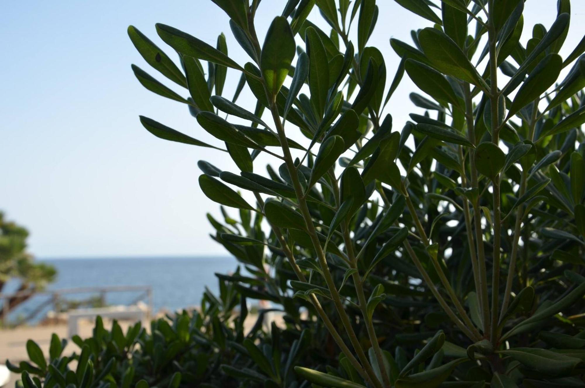 Fantastic Sardinia Villette Con Giardino Fronte Mare Fertilia Faho-Gav01-Gav02 Экстерьер фото